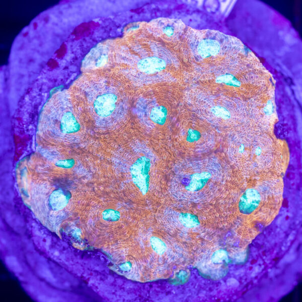 import placeholder for 2954444