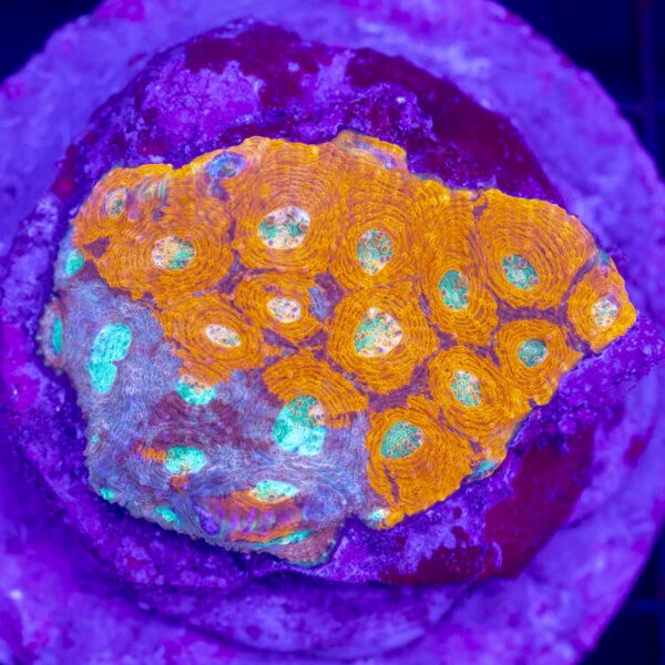 import placeholder for 2954443