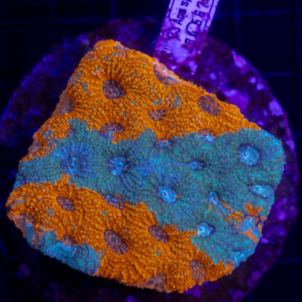 import placeholder for 2954442