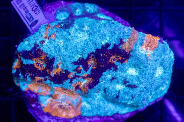 import placeholder for 2954441