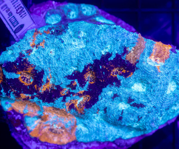 import placeholder for 2954441