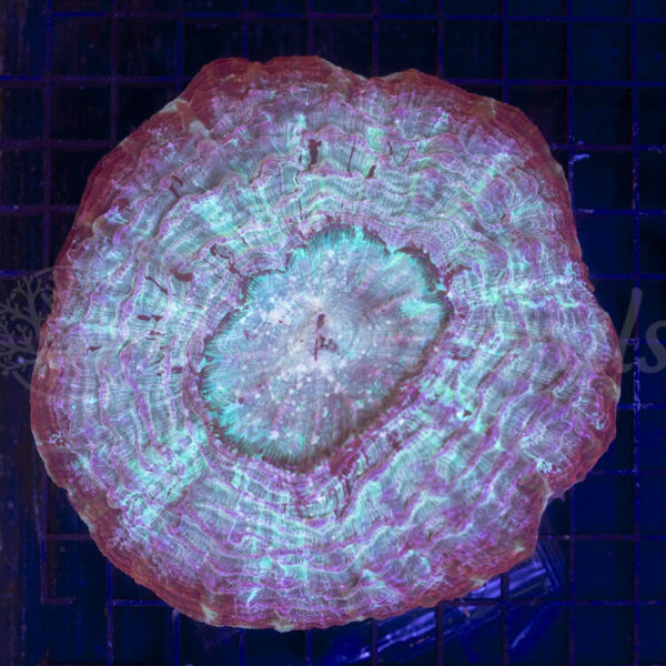 import placeholder for 2953923