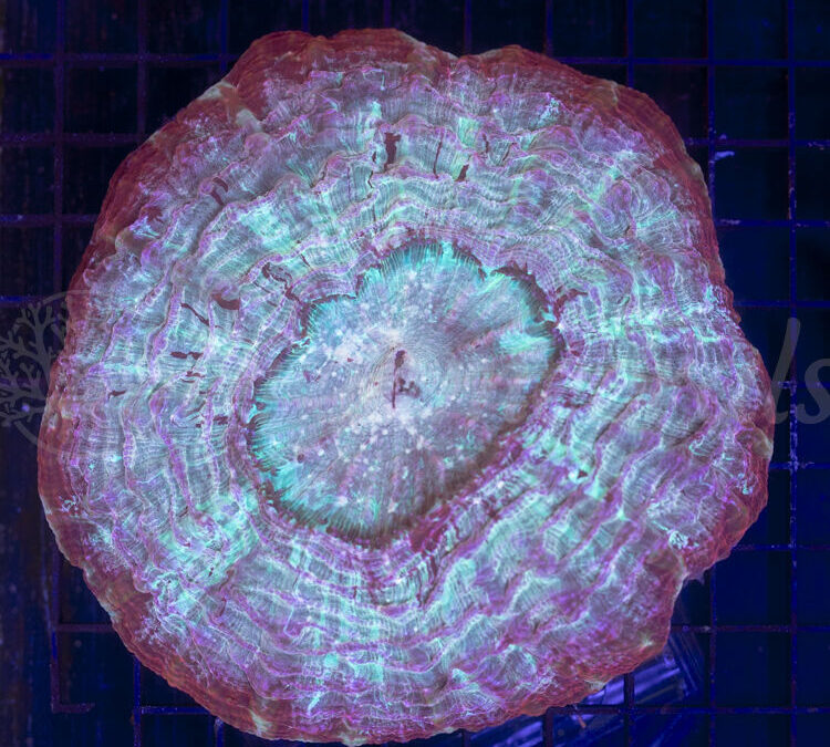 import placeholder for 2953923