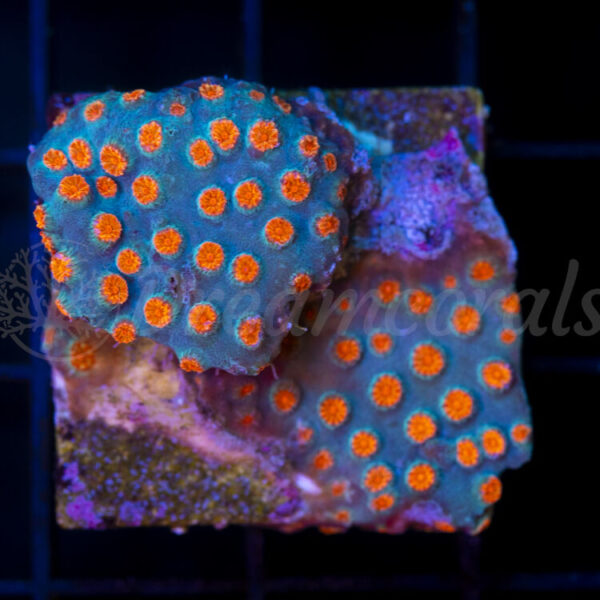 import placeholder for 2953905