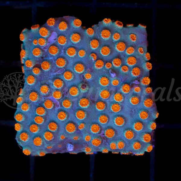 import placeholder for 2953903