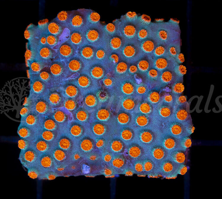 import placeholder for 2953903