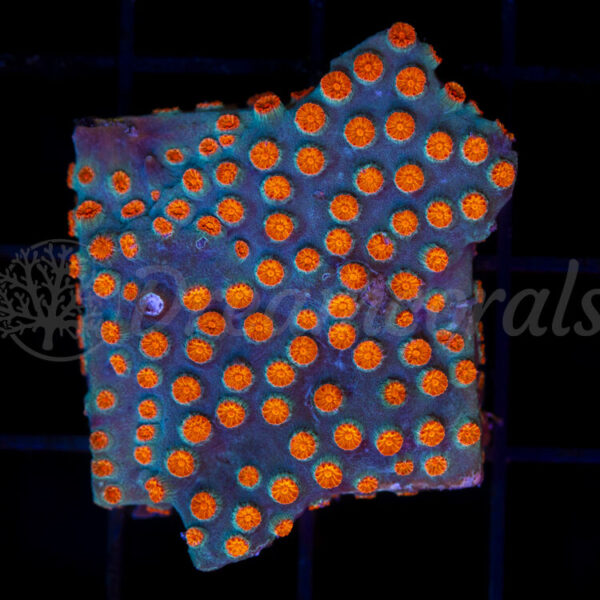 import placeholder for 2953902