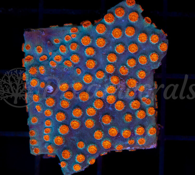 import placeholder for 2953902