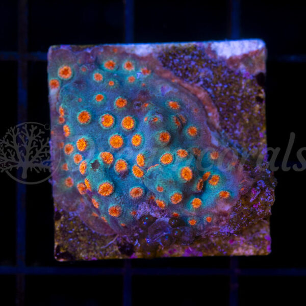 import placeholder for 2953901