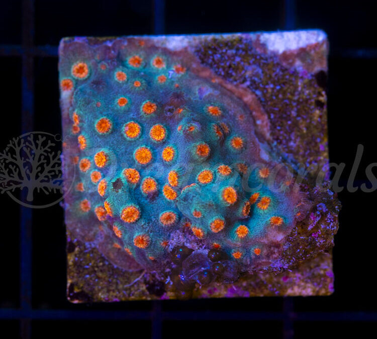 import placeholder for 2953901