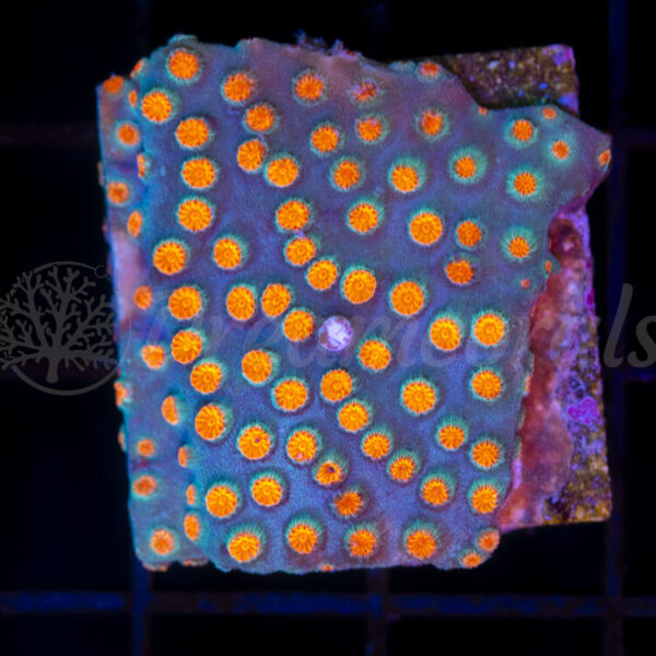 import placeholder for 2953900