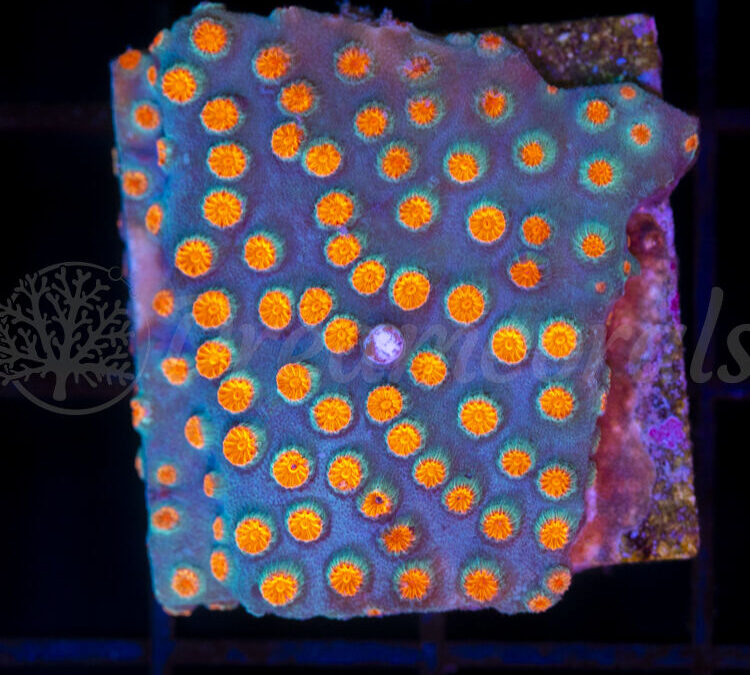 import placeholder for 2953900