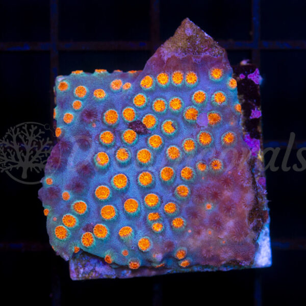 import placeholder for 2953899