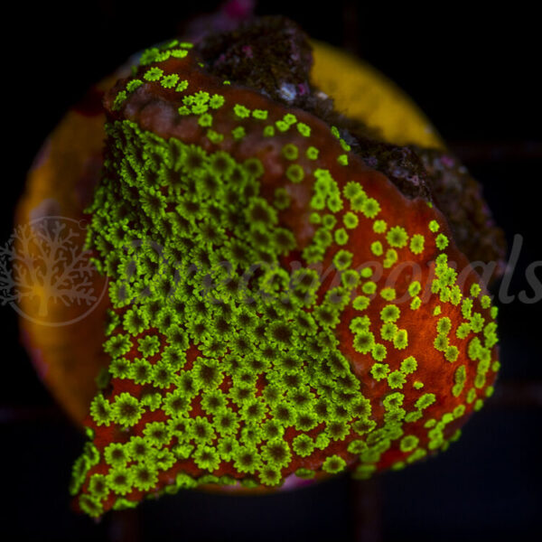 import placeholder for 2953895