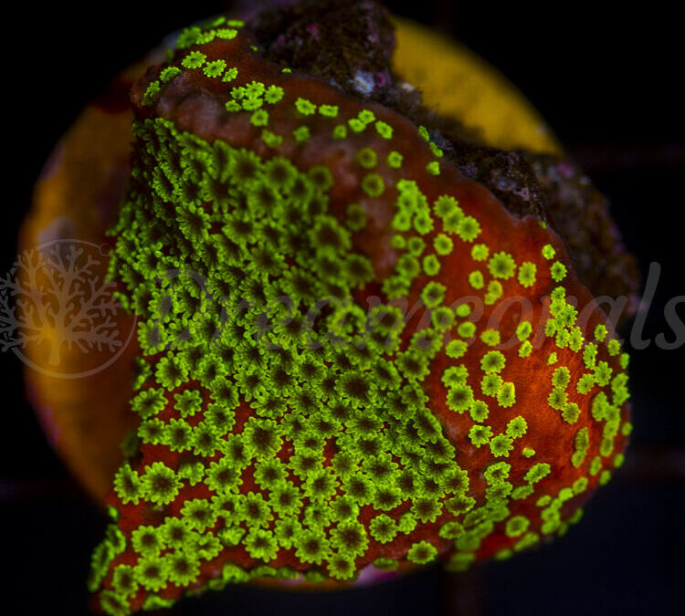 import placeholder for 2953895