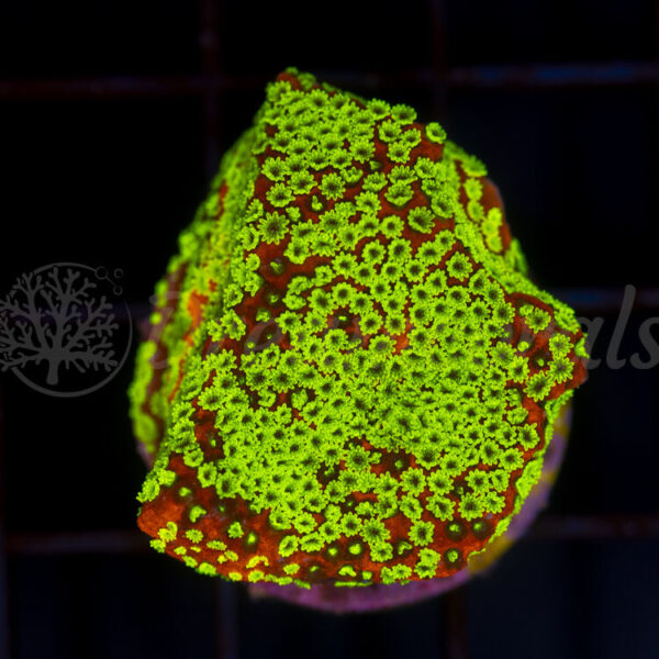 import placeholder for 2953894