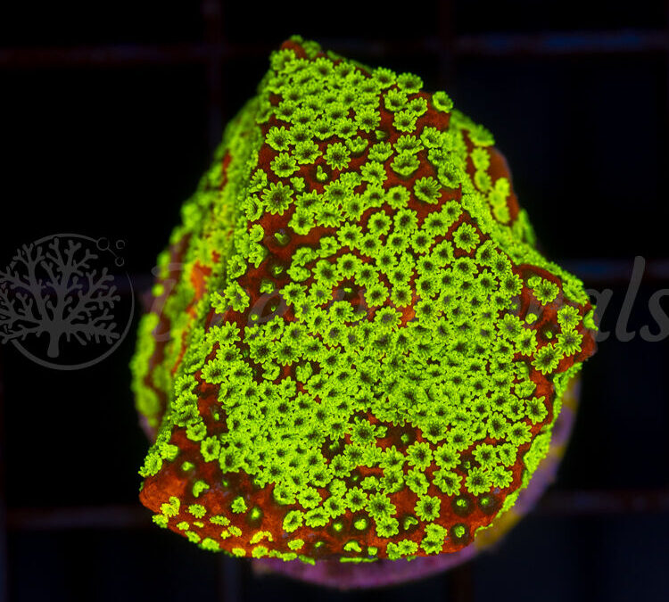 import placeholder for 2953894