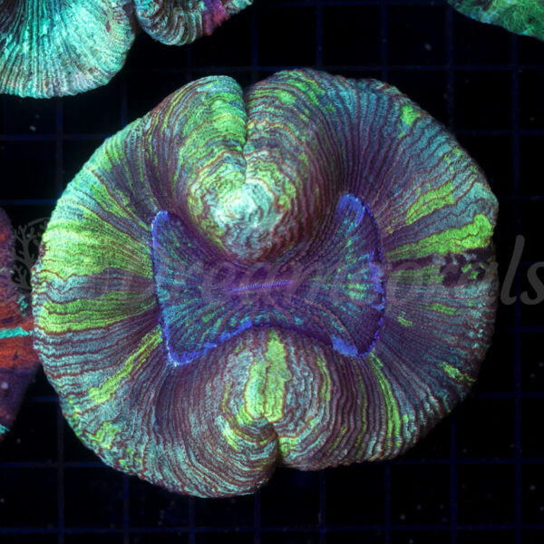 import placeholder for 2953123