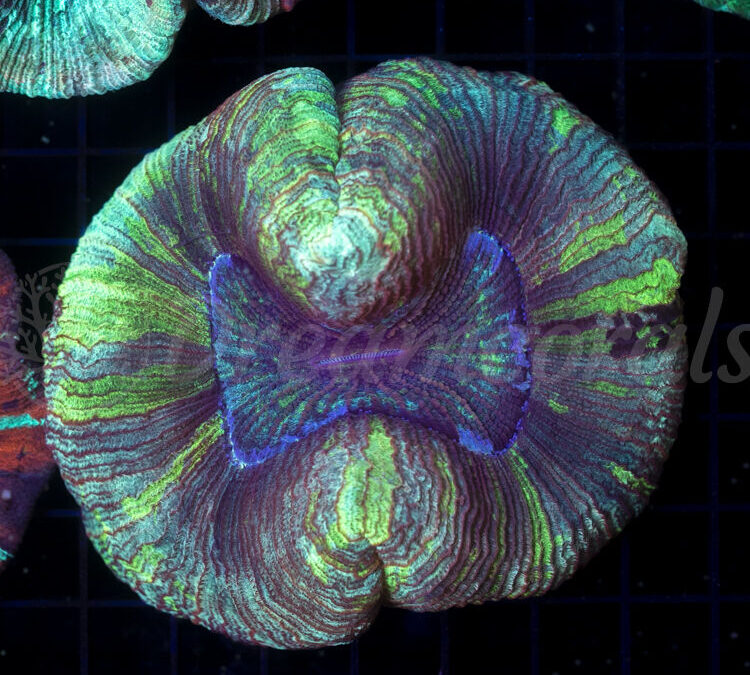 import placeholder for 2953123