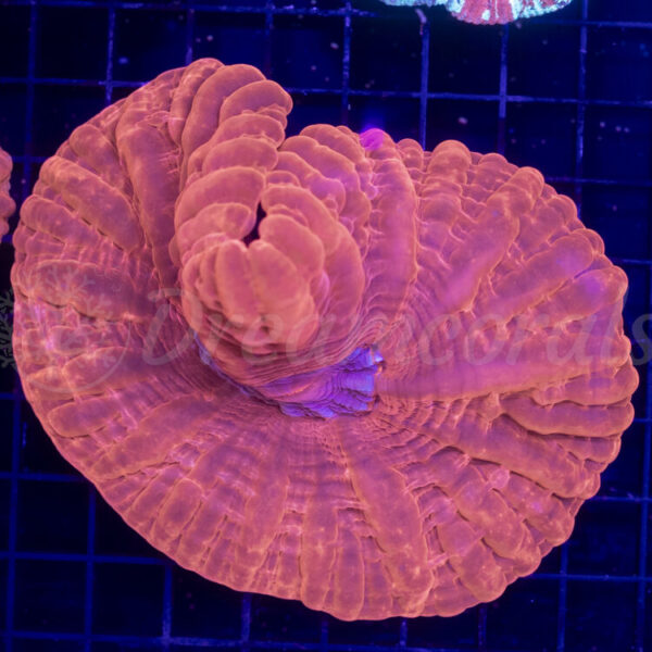 import placeholder for 2953117