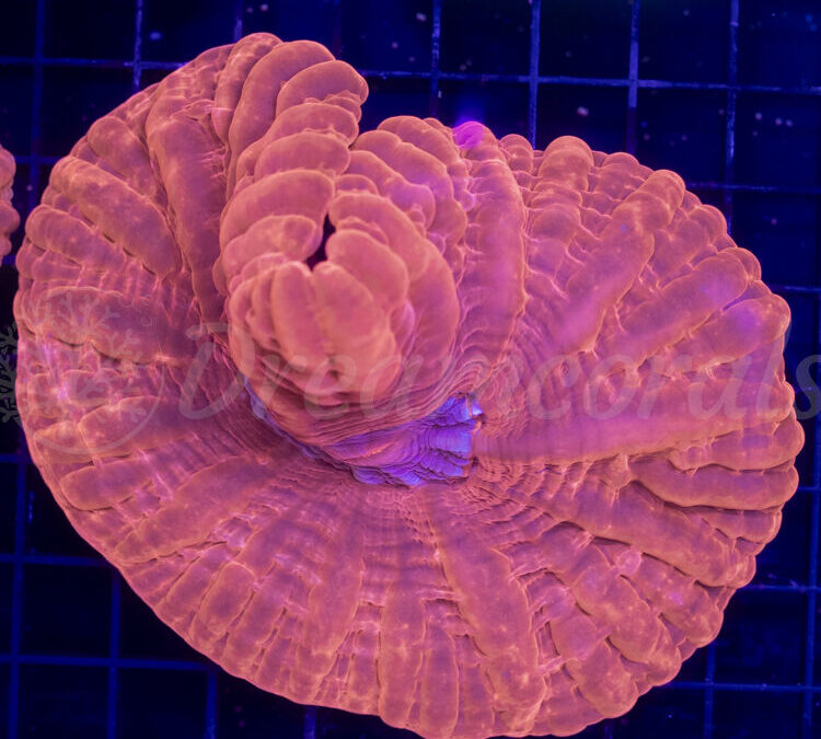 import placeholder for 2953117