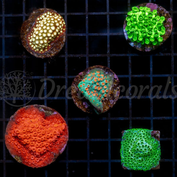 import placeholder for 2952605