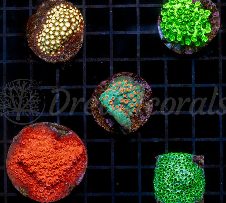 import placeholder for 2952605