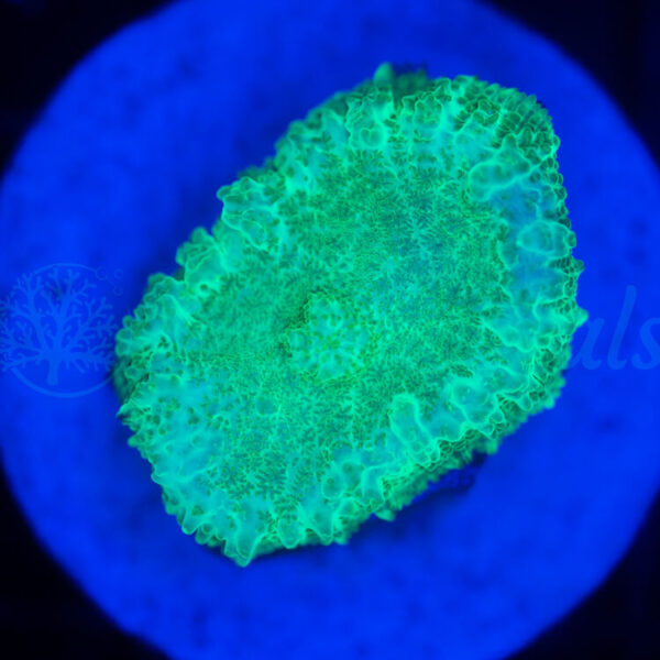 import placeholder for 2950886