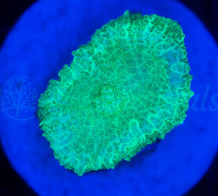 import placeholder for 2950886