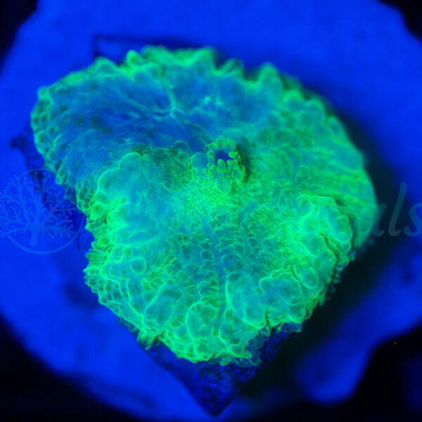 import placeholder for 2950884