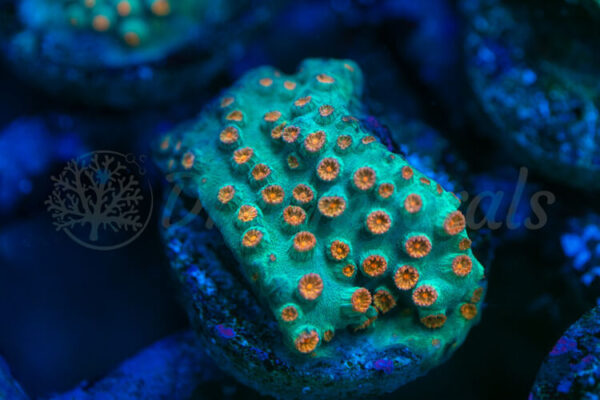 import placeholder for 2941205