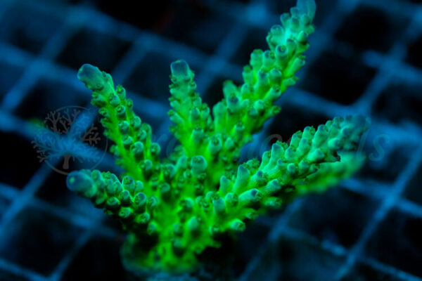 import placeholder for 2940043