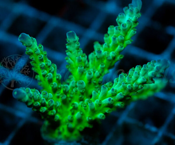 import placeholder for 2940043