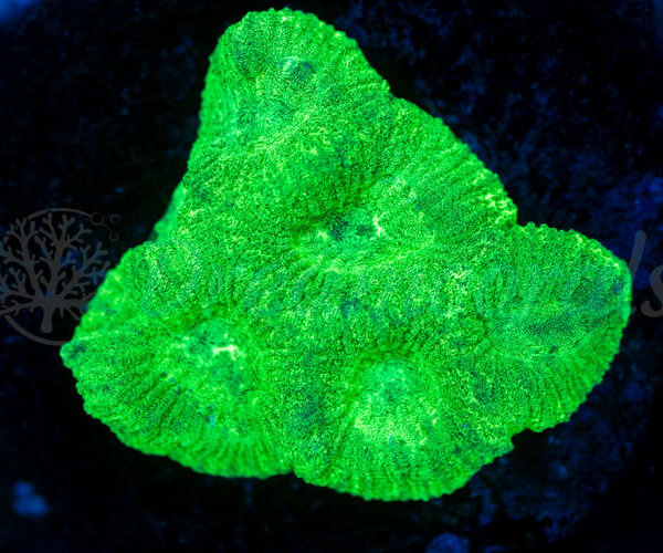 import placeholder for 2938789