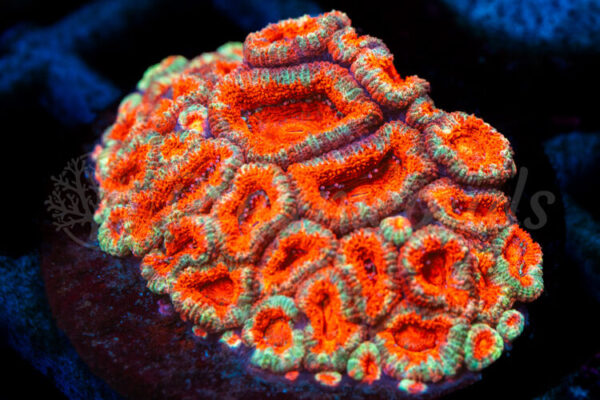 import placeholder for 2938770