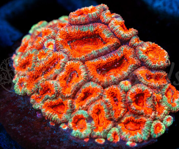 import placeholder for 2938770