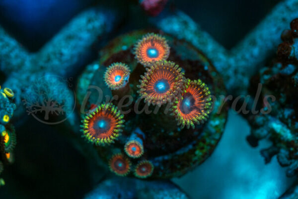 import placeholder for 2938744