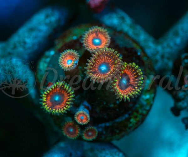 import placeholder for 2938744