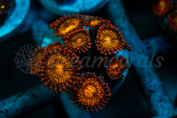 import placeholder for 2938742