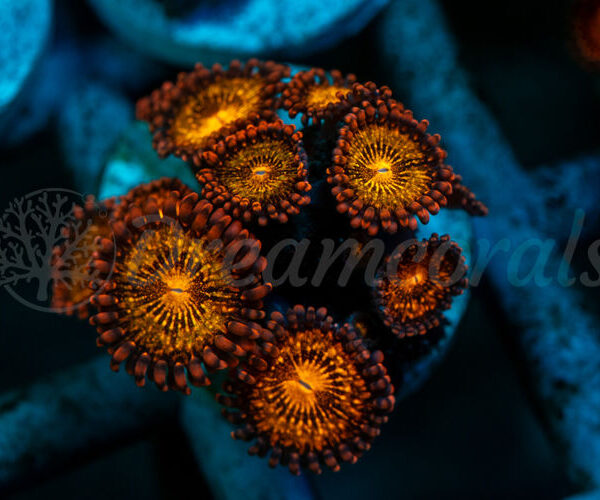 import placeholder for 2938742