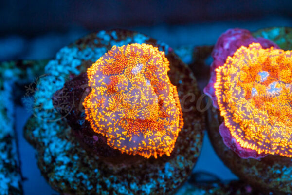 import placeholder for 2938727