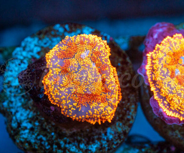 import placeholder for 2938727