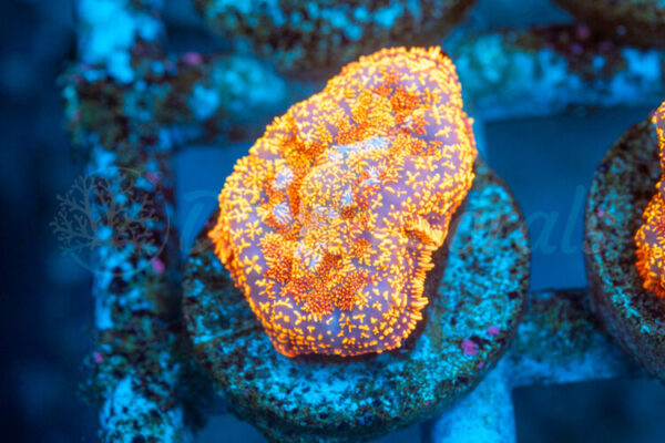 import placeholder for 2938726