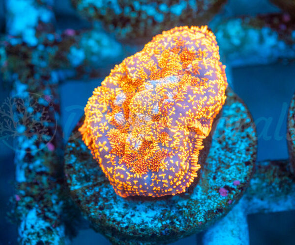 import placeholder for 2938726