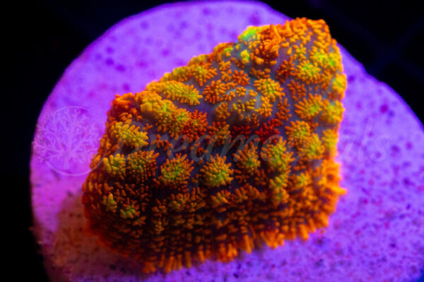 import placeholder for 2936747