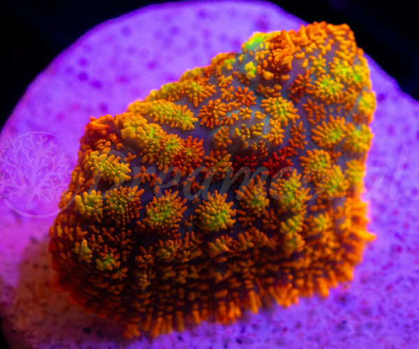 import placeholder for 2936747