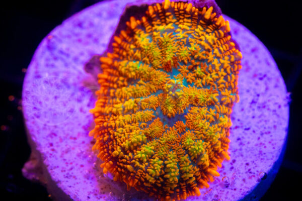 import placeholder for 2936746