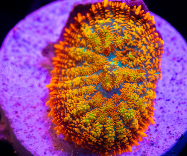 import placeholder for 2936746