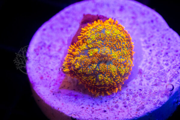 import placeholder for 2936745