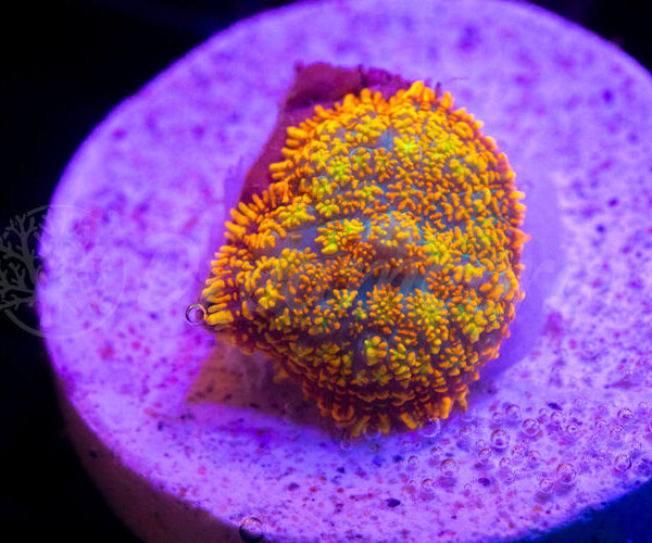 import placeholder for 2936745